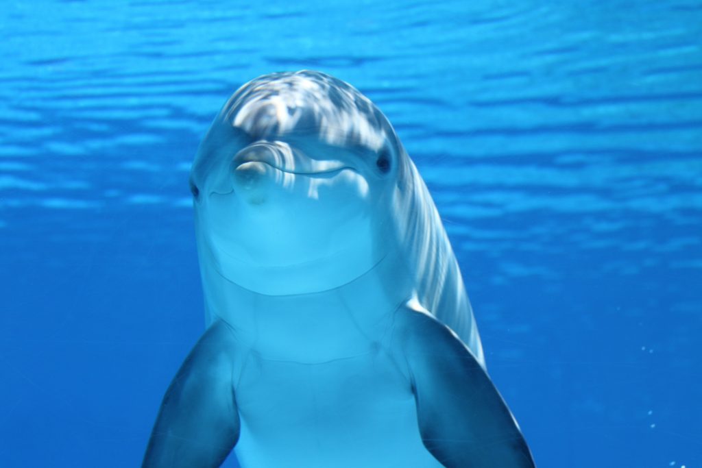 dolphin-marine-mammals-water-sea-64219